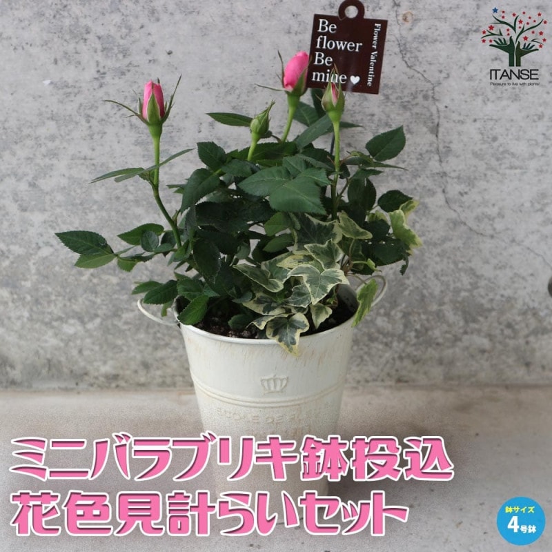 アレキサンドラ・コルダナ【花苗 3.5号鉢 ミニバラ／1個売り