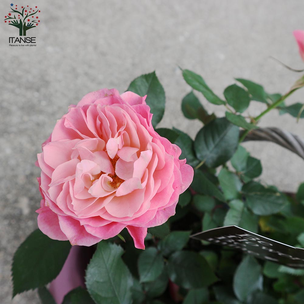 ミニ薔薇 花色見計らいセット【花苗 手付きバスケット投込売り