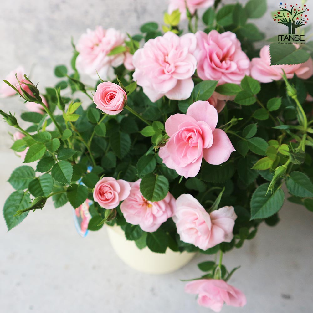 ミニ薔薇、久留米つつじ、姫うつぎ ミニバラ 姫乙女 四季咲き 小輪 ピンク バラ苗 5号スリット鉢植え
