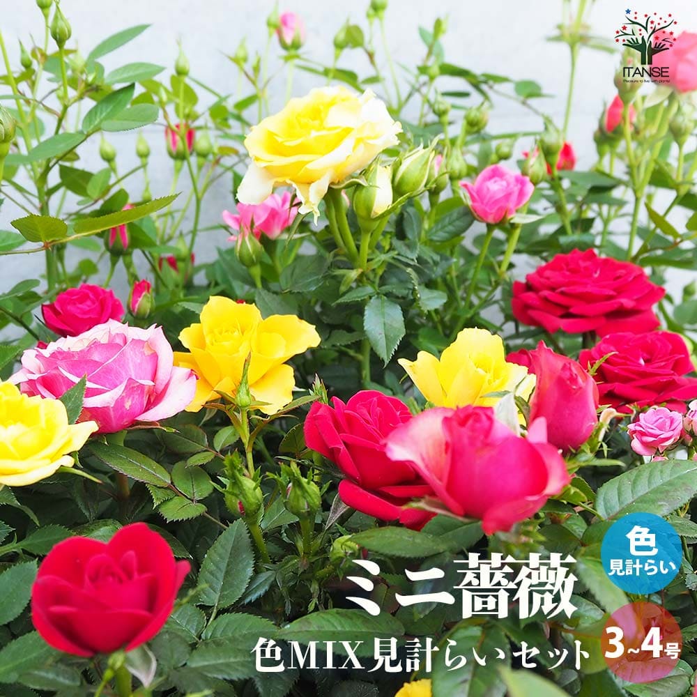 ミニ薔薇 色MIX見計い【花苗 3号～4号】