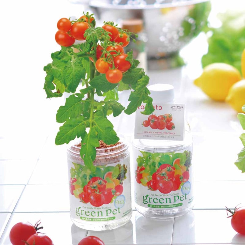 いちごの苗 とちおとめ2個～ 【野菜の苗 3号】｜ 【植物のITANSE