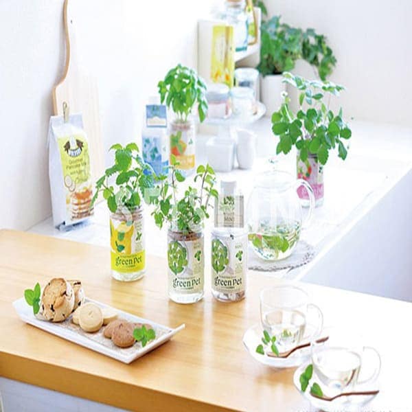 グリーンペット ワイルドストロベリー1個【窓辺で育てる水耕栽培