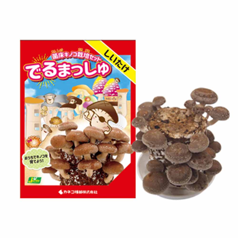 菌床きのこ栽培セット”でるまっしゅ” しいたけ 【セット内容：しいたけ菌床ブロック、説明書、ビニール袋】