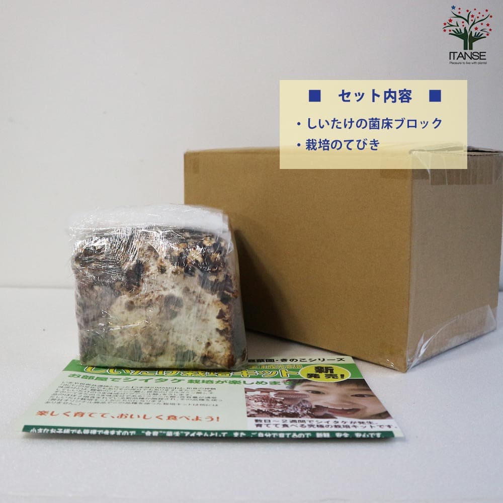 おうちできのこ狩り! 「極旨しいたけ栽培キット」【1個売り