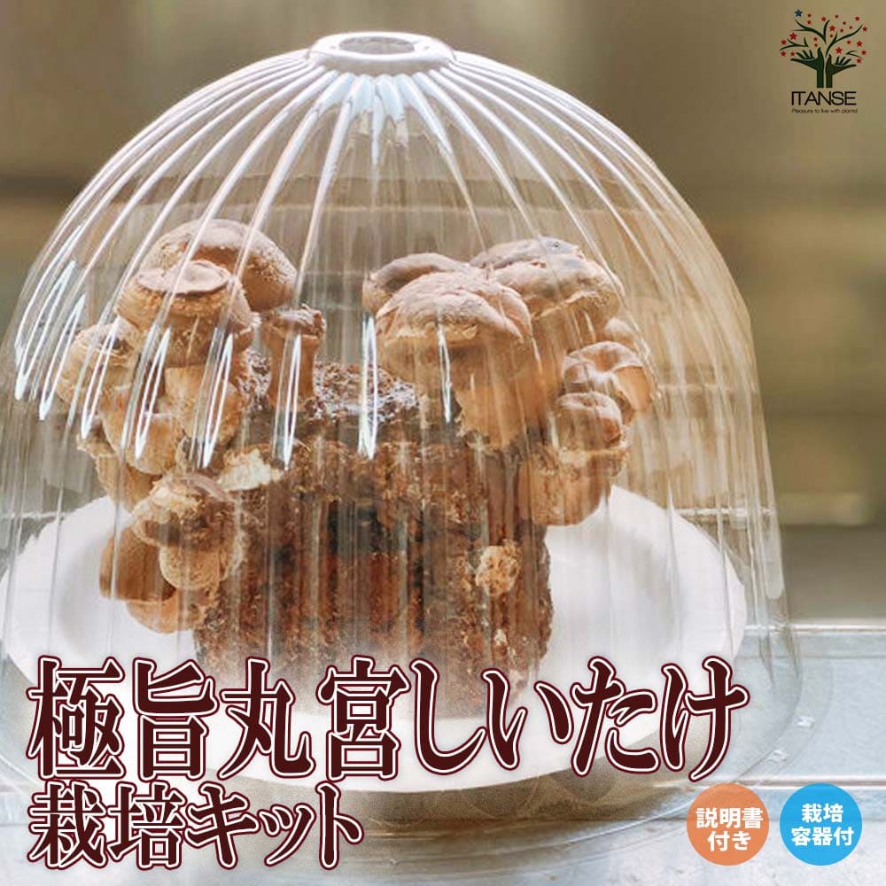 おうちできのこ狩り! 「極旨しいたけ栽培キット&栽培容器付」