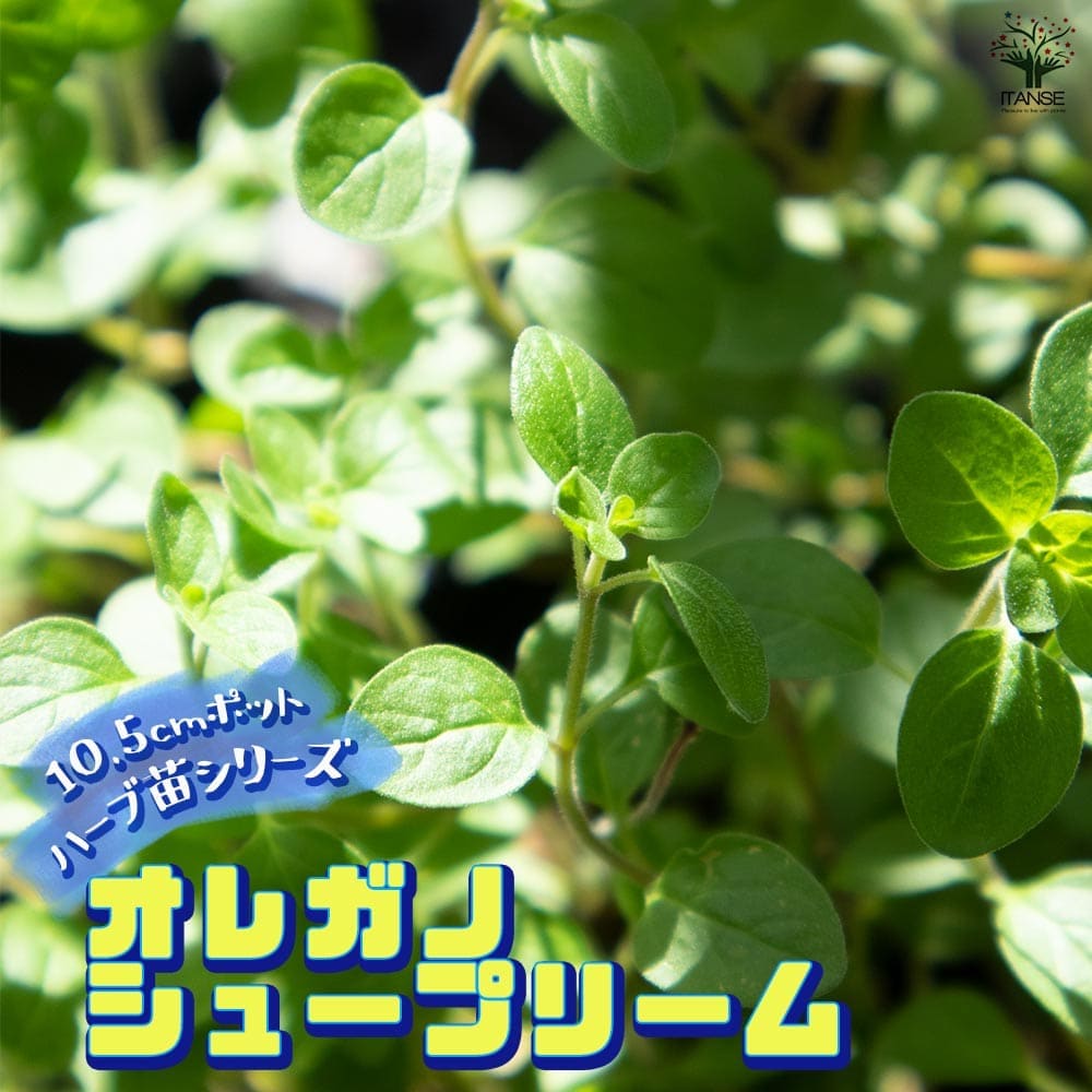 オレガノ シュープリーム10.5cm2個～【おうちで簡単！育てやすい10.5cmポットハーブ苗シリーズ！】