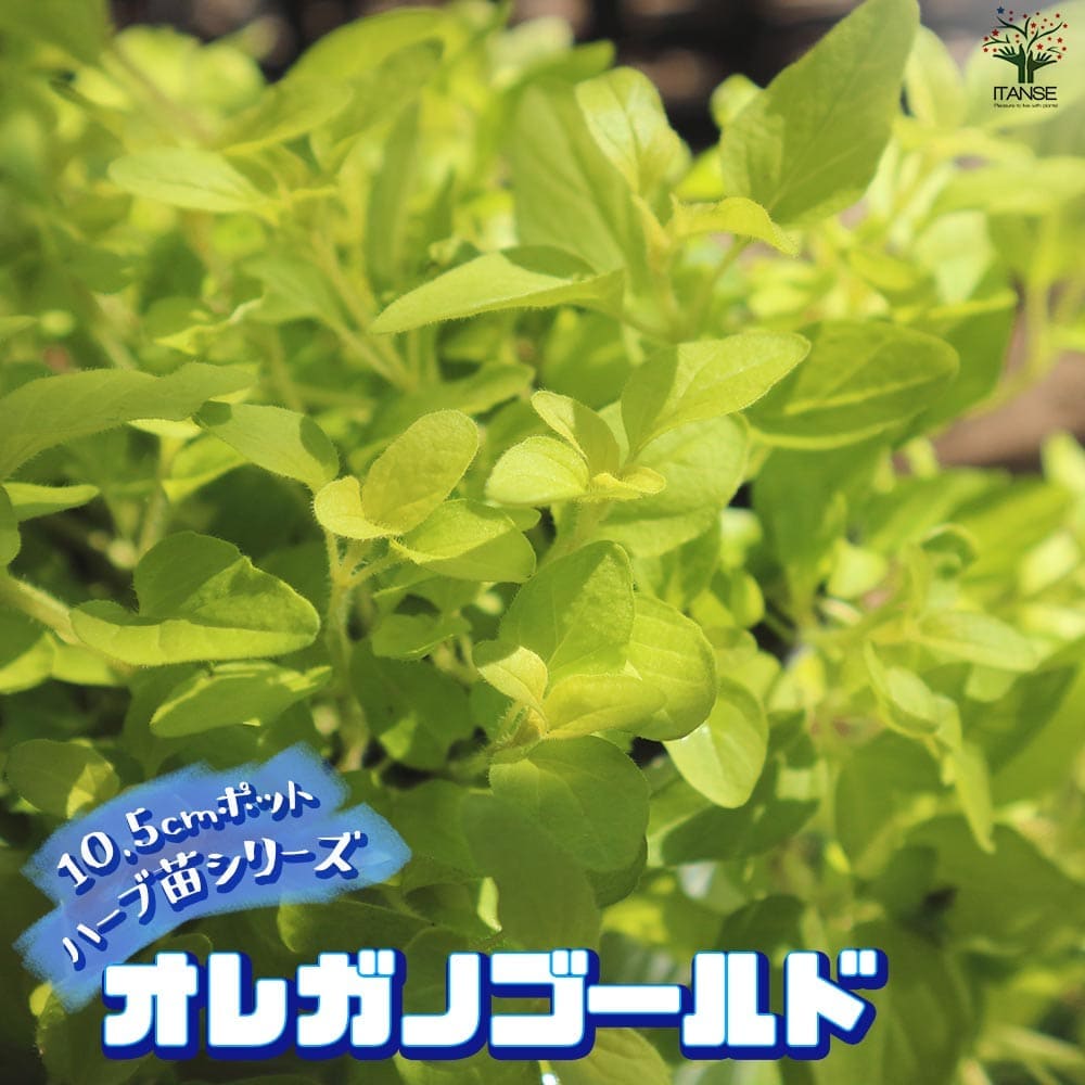 オレガノ ゴールド 10.5cm2個～【おうちで簡単！育てやすい10.5cmポットハーブ苗シリーズ！】