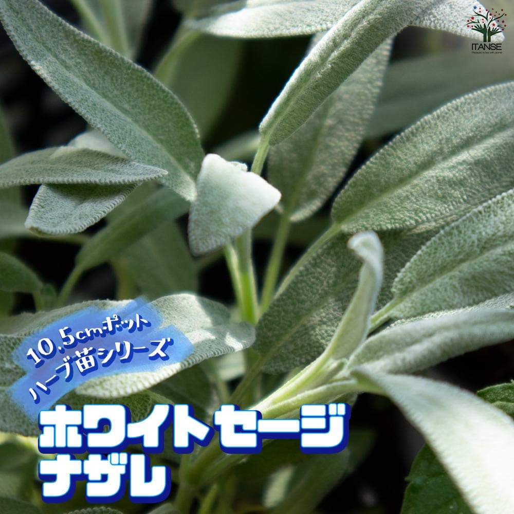 ホワイトセージ ナザレ 10.5cm2個～【おうちで簡単！育てやすい10.5cmポットハーブ苗シリーズ！】