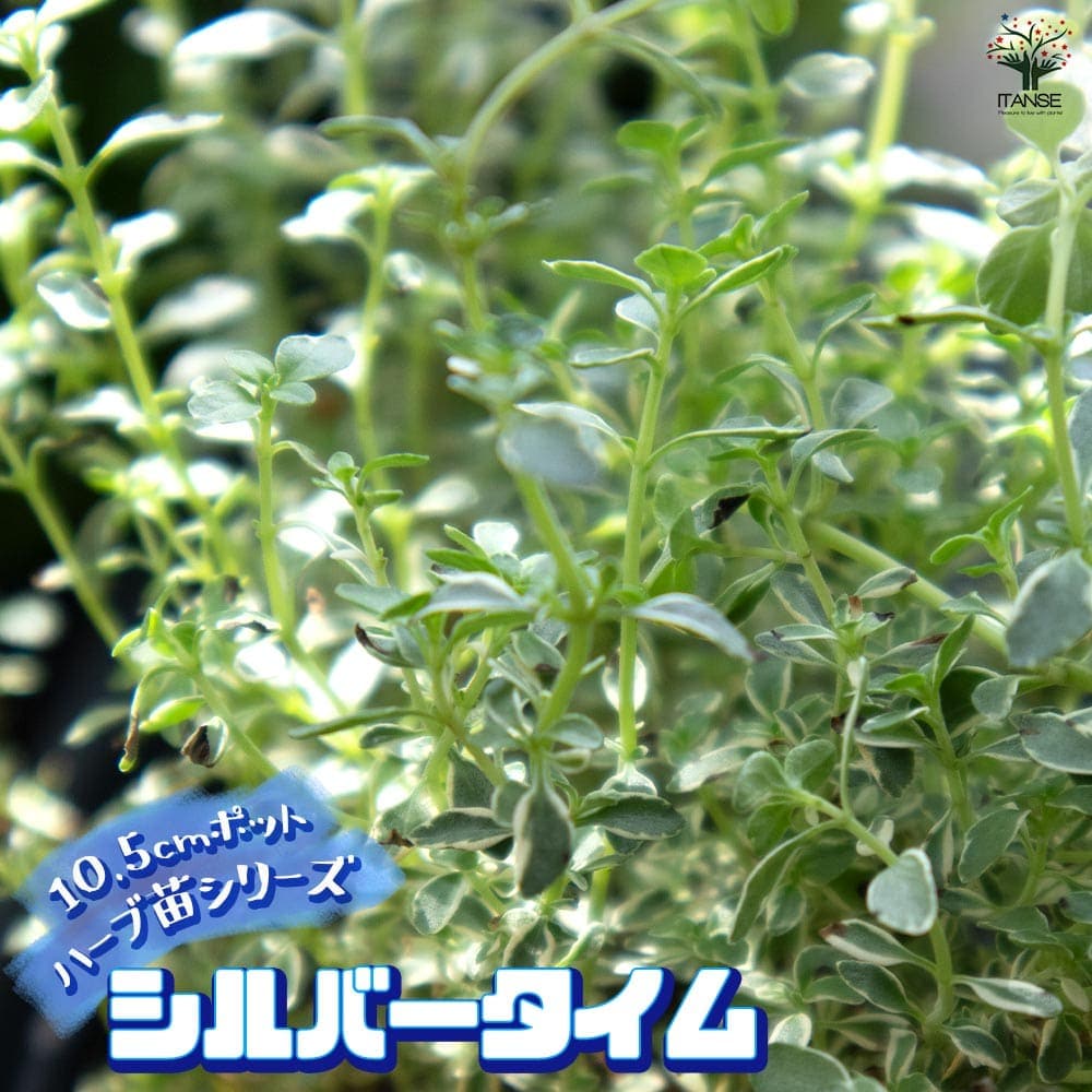 シルバータイム （シルバーポジー）10.5cm2個～【おうちで簡単！育てやすい10.5cmポットハーブ苗シリーズ！】