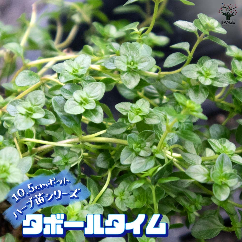 タボールタイム 10.5cm2個～【おうちで簡単！育てやすい10.5cmポットハーブ苗シリーズ！】