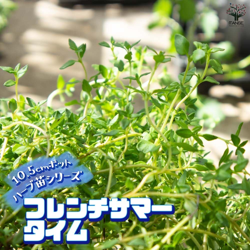 フレンチサマータイム 10.5cm2個～【おうちで簡単！育てやすい10.5cmポットハーブ苗シリーズ！】