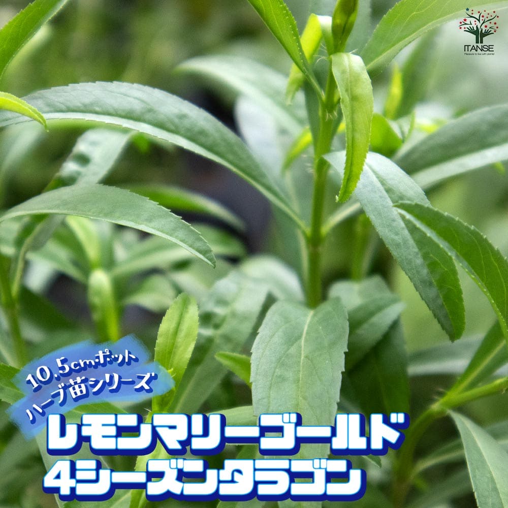 レモンマリーゴールド 4シーズンタラゴン 10.5cm2個～【おうちで簡単！育てやすい10.5cmポットハーブ苗シリーズ！】