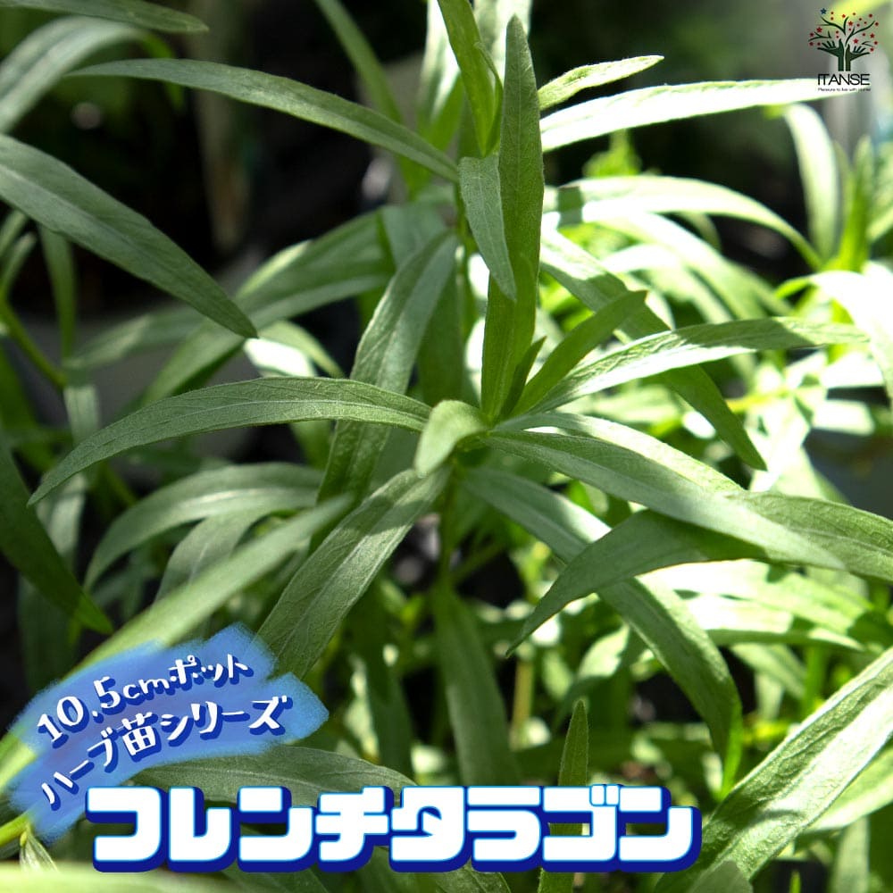 フレンチタラゴン 10.5cm2個～【おうちで簡単！育てやすい10.5cmポットハーブ苗シリーズ！】