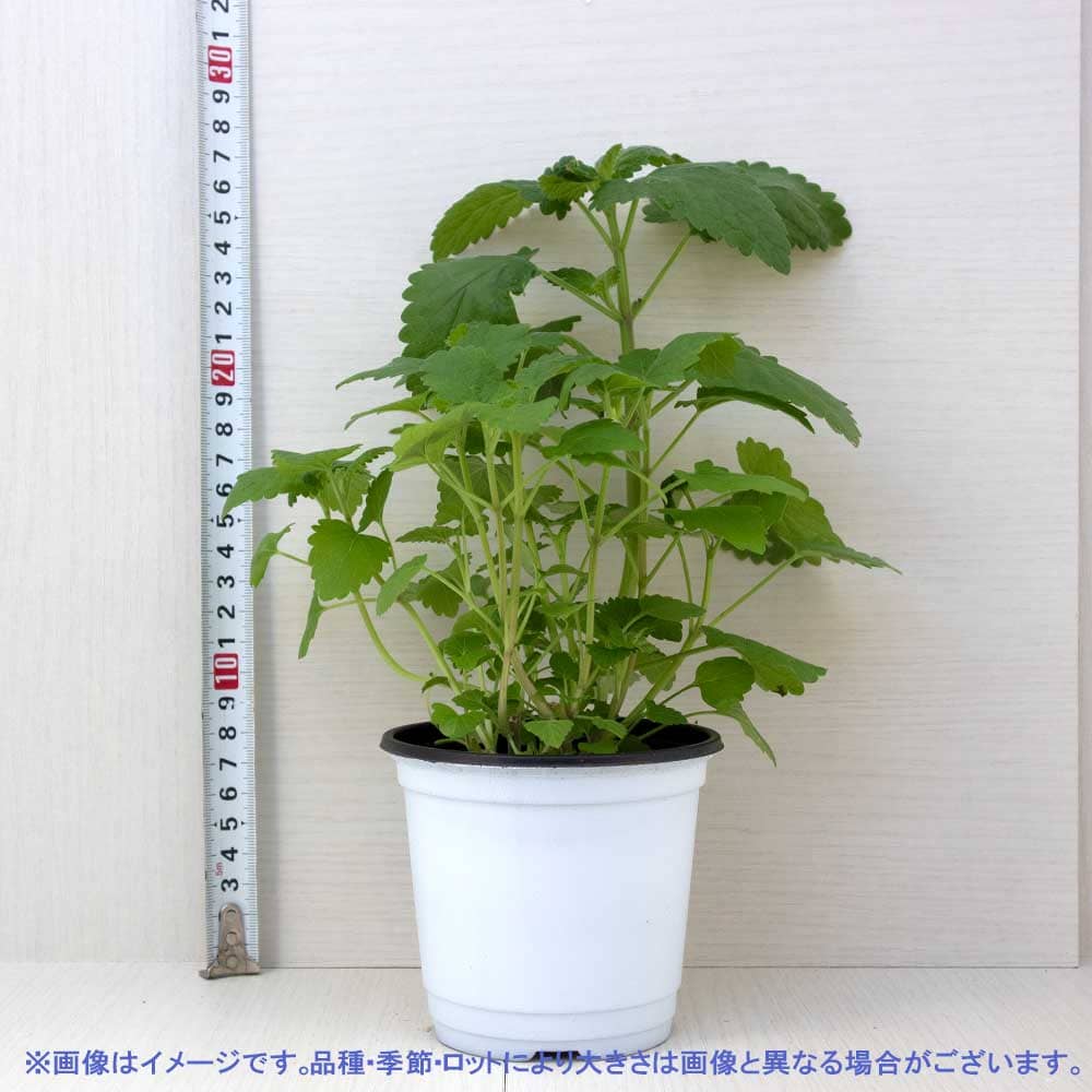 キャットニップ 10.5cm2個～【おうちで簡単！育てやすい10.5cmポット