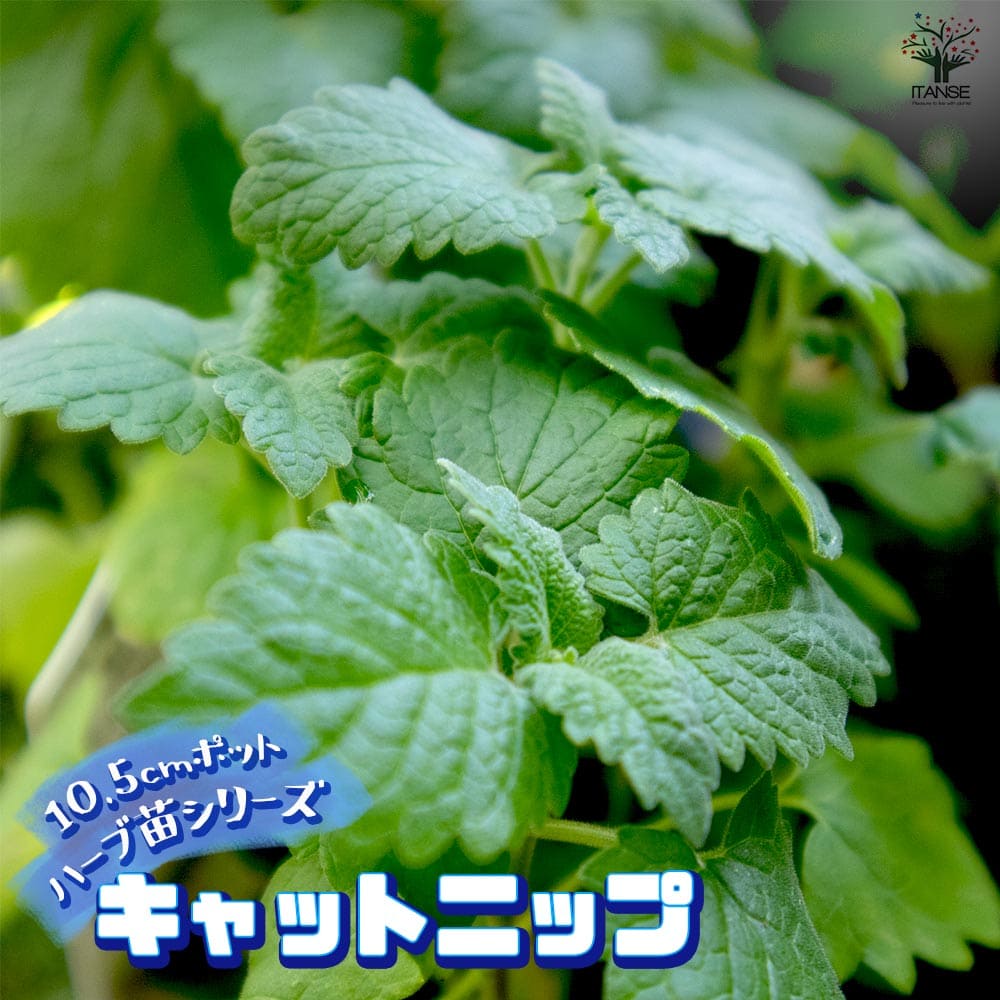 キャットニップ 10.5cm2個～【おうちで簡単！育てやすい10.5cmポット