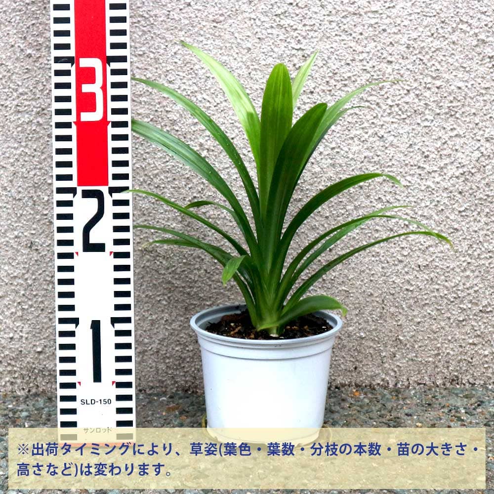 パンダンリーフニオイタコノキ株分ボット苗 ニオイタコノキ(パンダンリーフ／ニオイアダン) 12cm2個～【おうちで