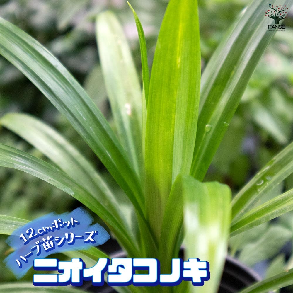 パンダンリーフニオイタコノキ株分ボット苗 パンダンリーフニオイタコノキ株分ボット苗 ニオイタコノキ(パンダン