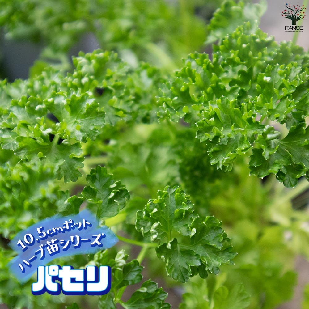 パセリ 10.5cm2個～【おうちで簡単！育てやすい10.5cmポットハーブ苗シリーズ！】