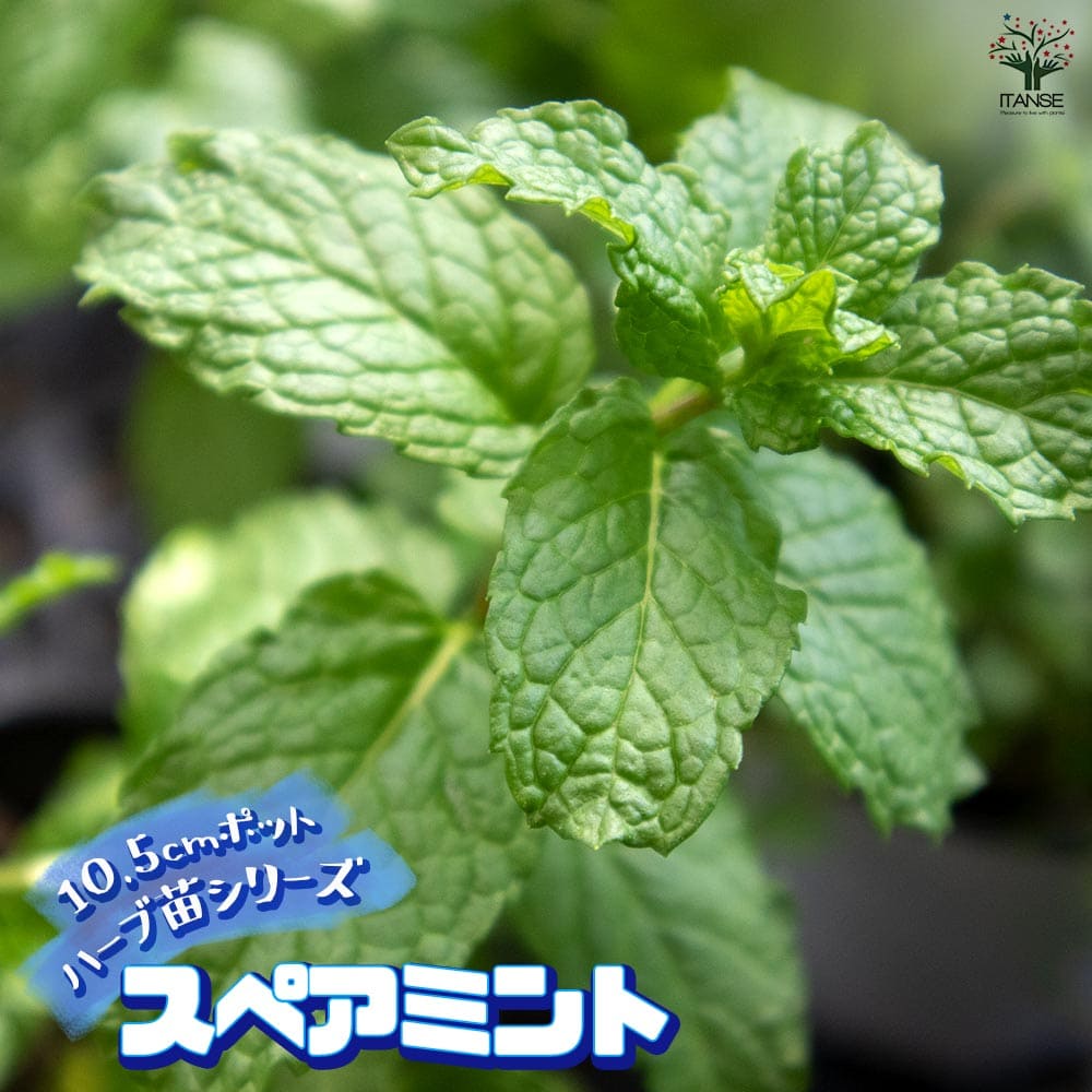 スペアミント 10.5cm2個～【おうちで簡単！育てやすい10.5cmポットハーブ苗シリーズ！】