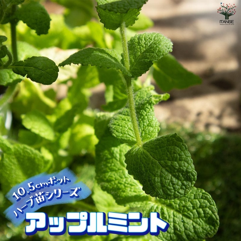 アップルミント」ハーブ9～10.5cmポット苗 通年植付け可能!【1個