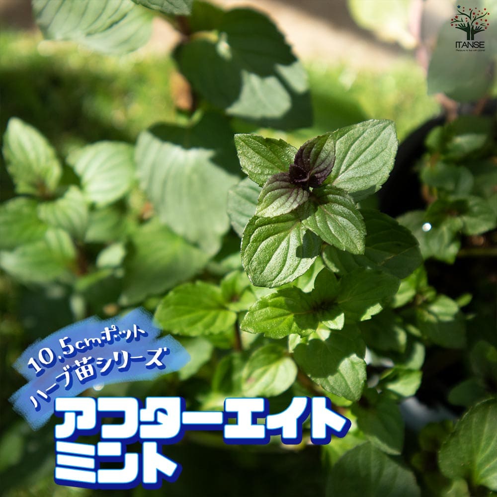 アフターエイトミント 10.5cm2個～【おうちで簡単！育てやすい10.5cmポットハーブ苗シリーズ！】