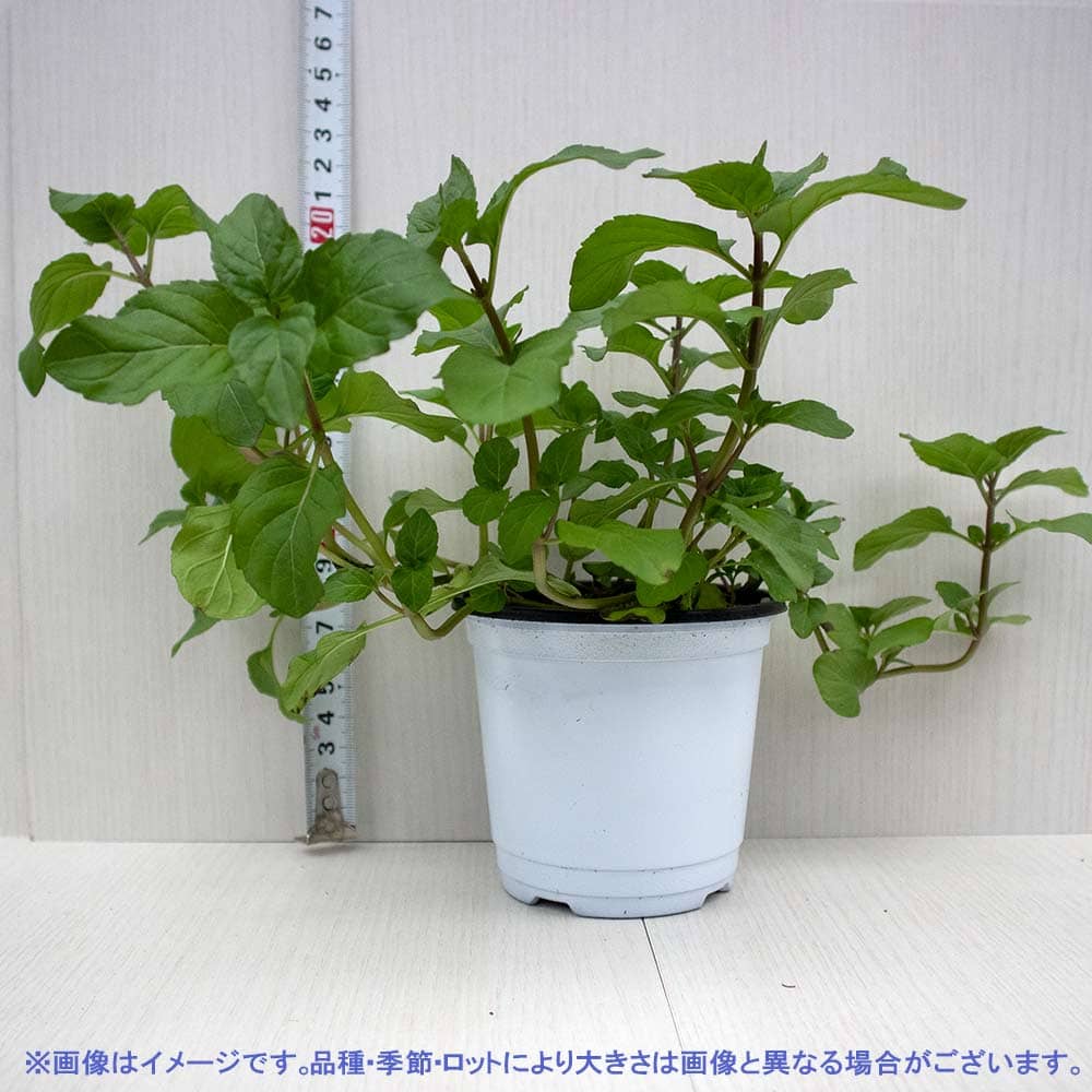 オーデコロンミント 10.5cm2個～【おうちで簡単！育てやすい10.5cm