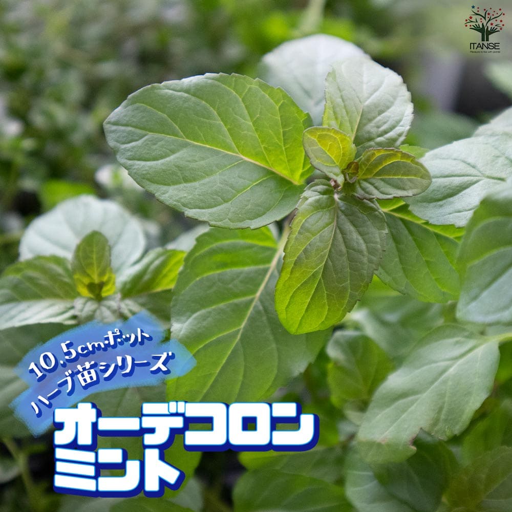 オーデコロンミント 10.5cm2個～【おうちで簡単！育てやすい10.5cmポットハーブ苗シリーズ！】