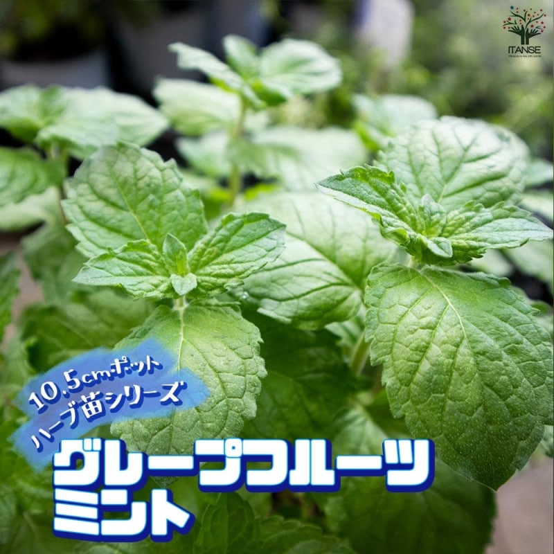 アメジストフォール 二季咲き アメリカフジ【庭木 4.5号ポット苗／1個