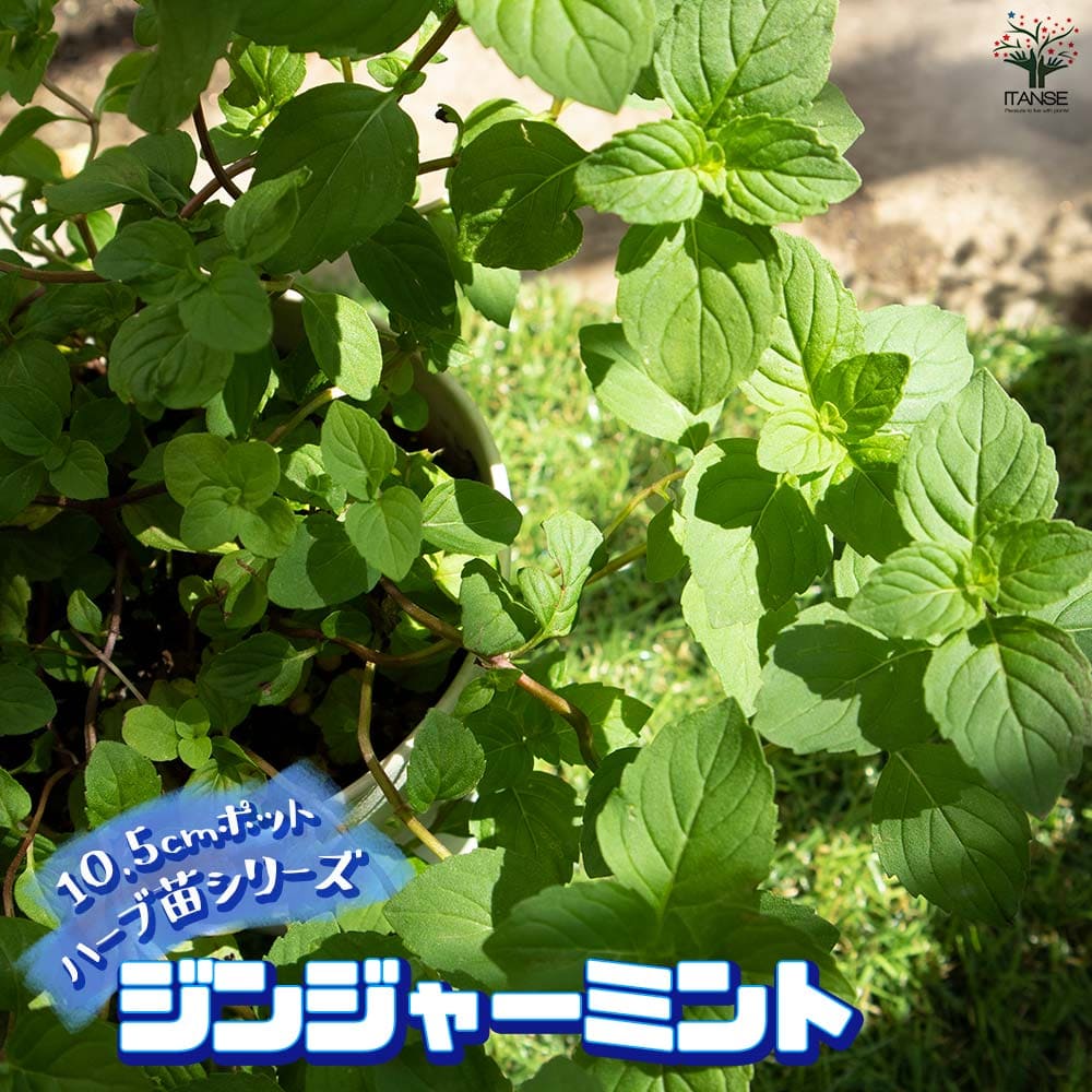 ジンジャーミント 10.5cm2個～【おうちで簡単！育てやすい10.5cmポットハーブ苗シリーズ！】