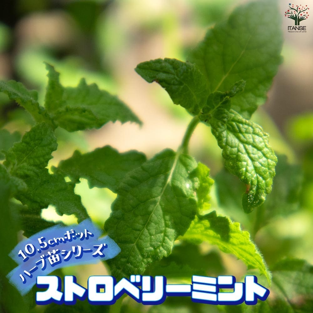ストロベリーミント 10.5cm2個～【おうちで簡単！育てやすい10.5cmポットハーブ苗シリーズ！】