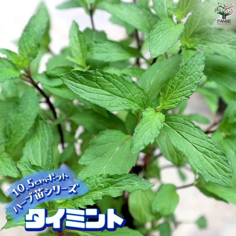 オーブリエチア　バリエガータ　斑入り オーブリエチア バリエガータ 斑入り