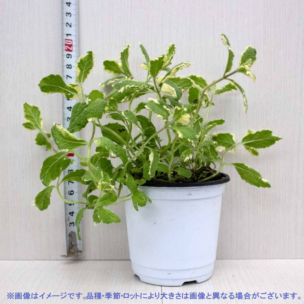 パイナップルミント 10.5cm2個～【おうちで簡単！育てやすい10.5cm