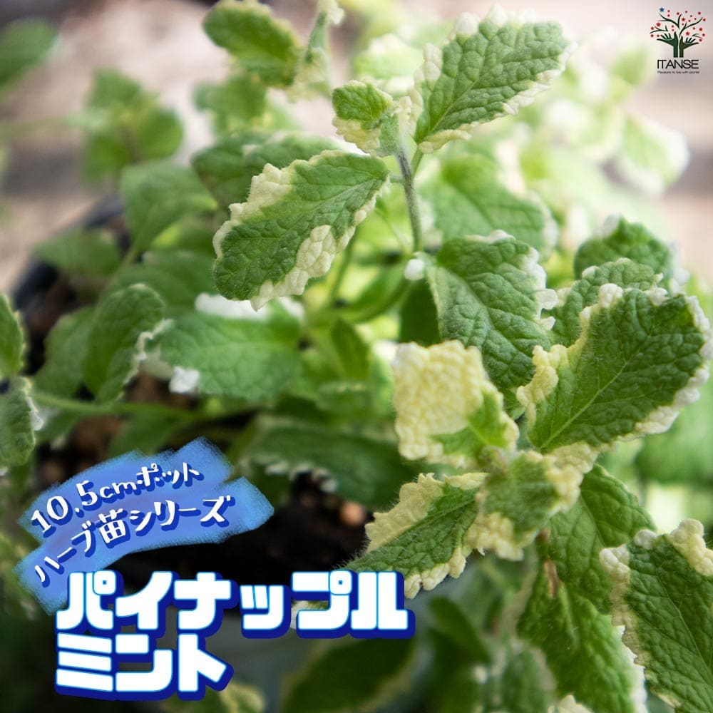 パイナップルミント 10.5cm2個～【おうちで簡単！育てやすい10.5cmポットハーブ苗シリーズ！】