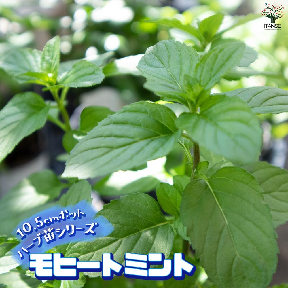 モヒートミント 10.5cm2個～【おうちで簡単！育てやすい10.5cmポットハーブ苗シリーズ！】