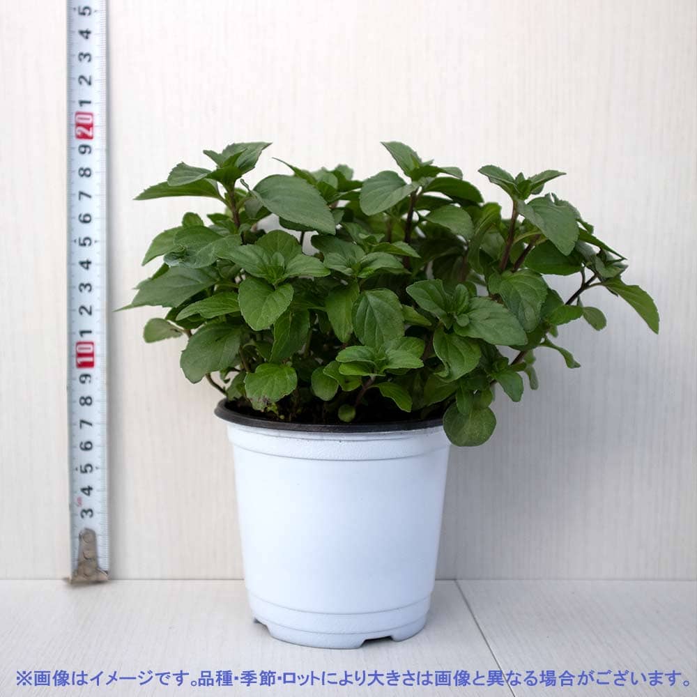 ラベンダーミント 10.5cm2個～【おうちで簡単！育てやすい10.5cmポット