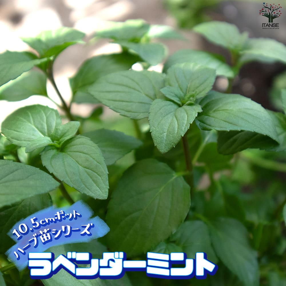 ラベンダーミント 10.5cm2個～【おうちで簡単！育てやすい10.5cmポットハーブ苗シリーズ！】