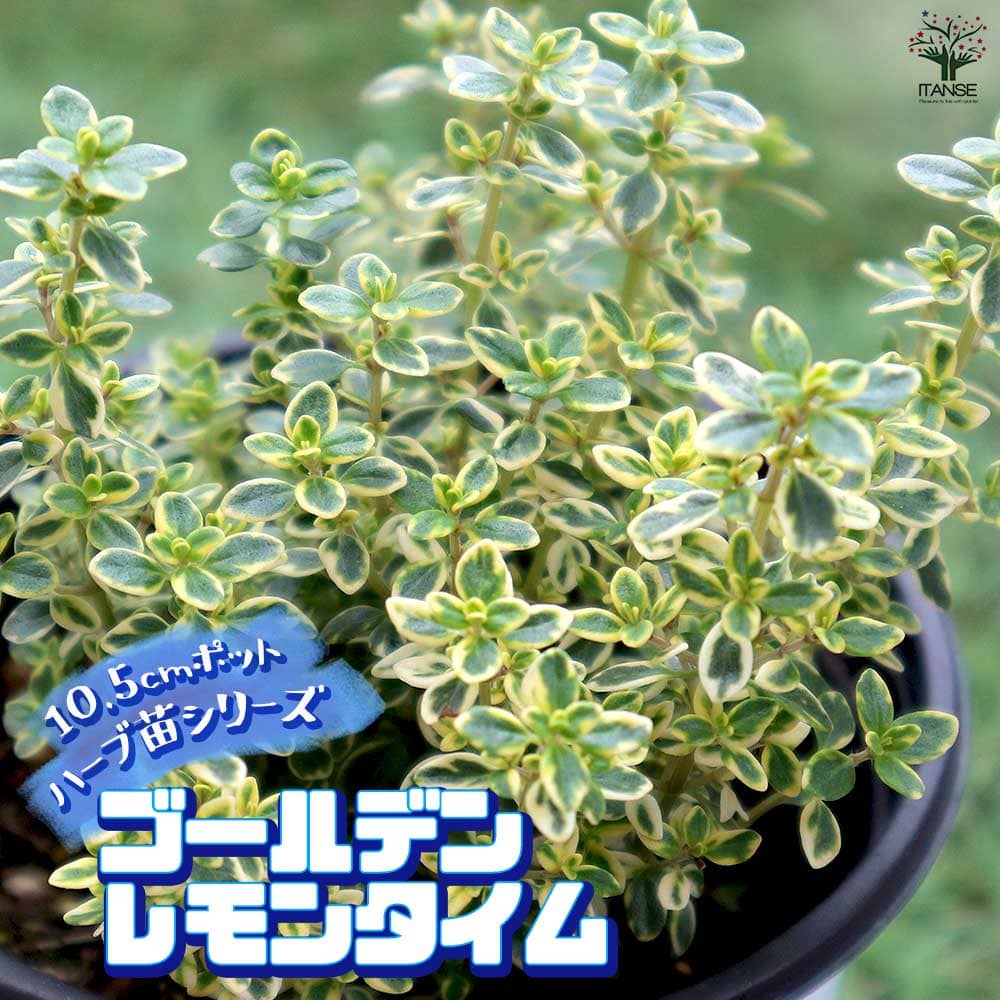 ゴールデンレモンタイム 10.5cm2個～【おうちで簡単！育てやすい10.5cmポットハーブ苗シリーズ！】