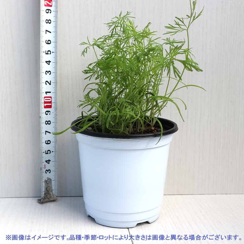 ディル 10.5cm2個～【おうちで簡単！育てやすい10.5cmポットハーブ苗