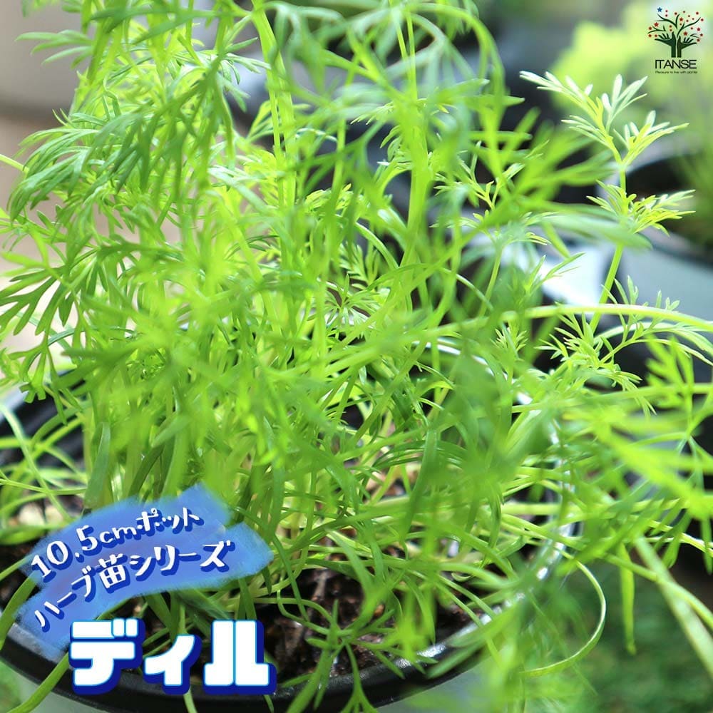 ディル 10.5cm2個～【おうちで簡単！育てやすい10.5cmポットハーブ苗シリーズ！】