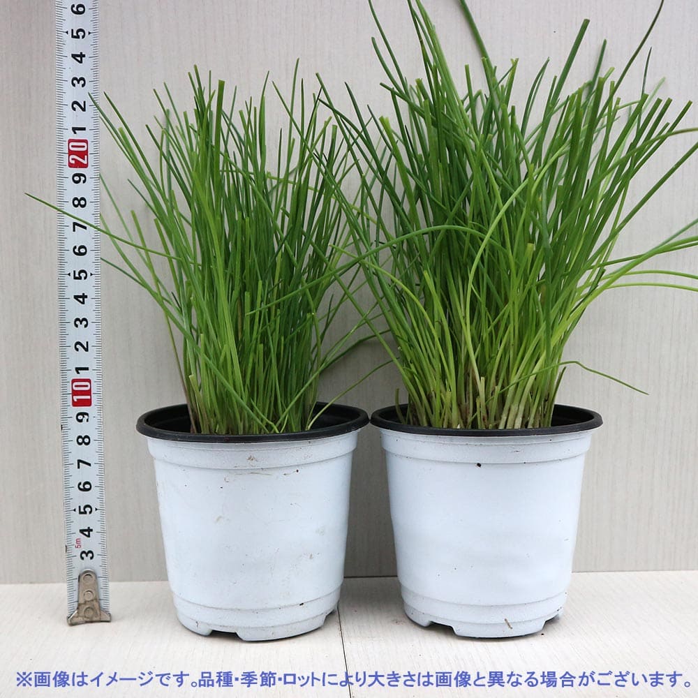 チャイブ 10.5cm2個～【おうちで簡単！育てやすい10.5cmポットハーブ苗