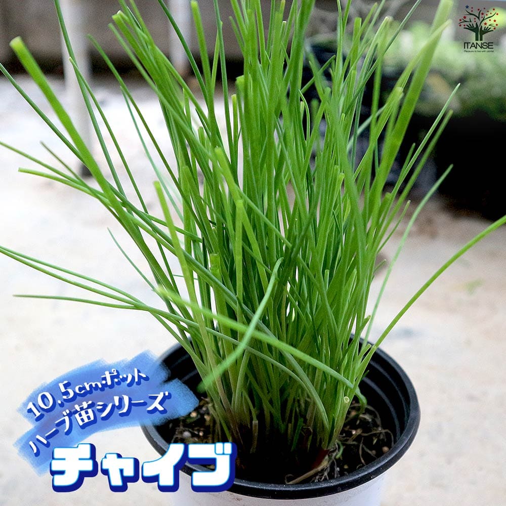 チャイブ 10.5cm2個～【おうちで簡単！育てやすい10.5cmポットハーブ苗シリーズ！】