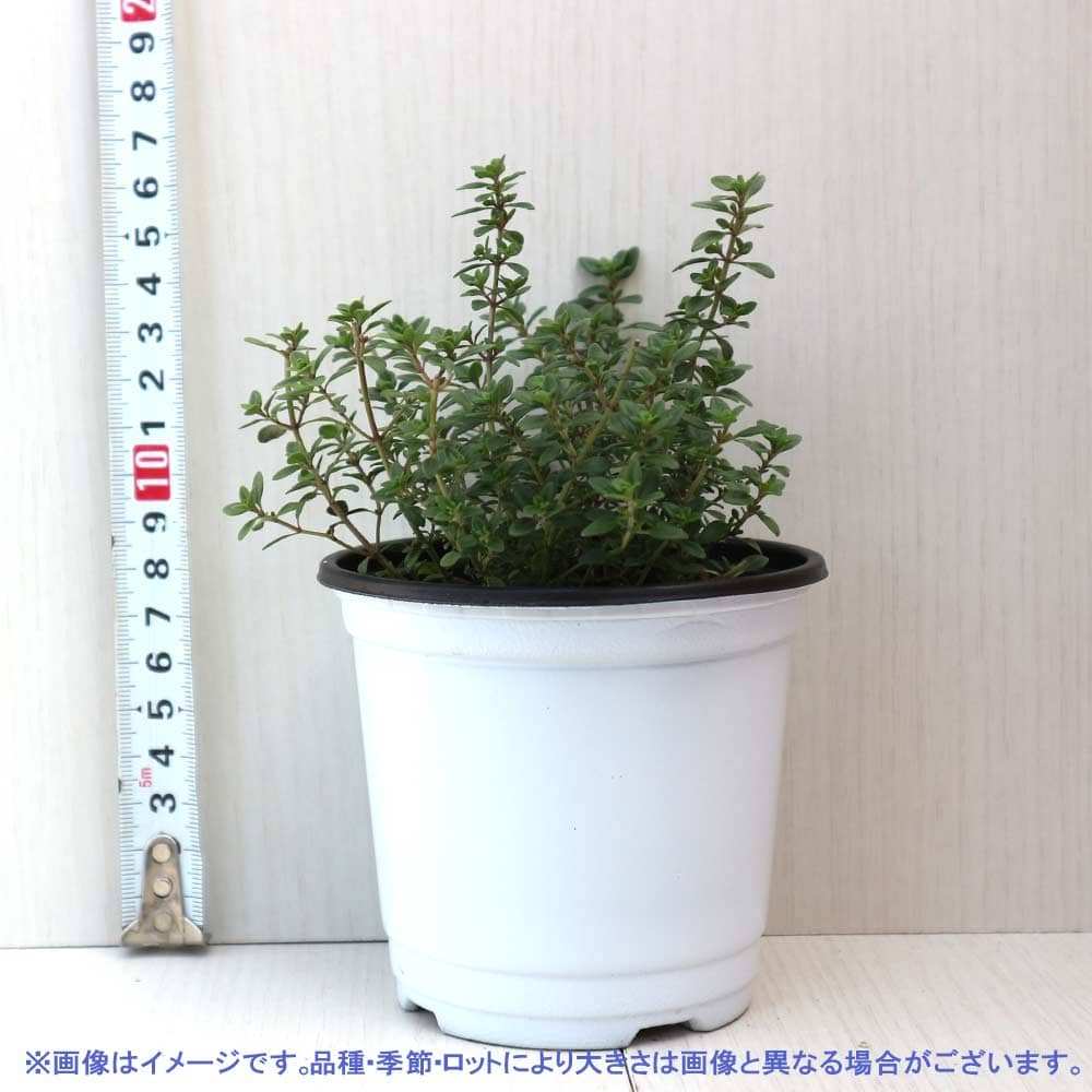 レモンタイム 10.5cm2個～【おうちで簡単！育てやすい10.5cmポット