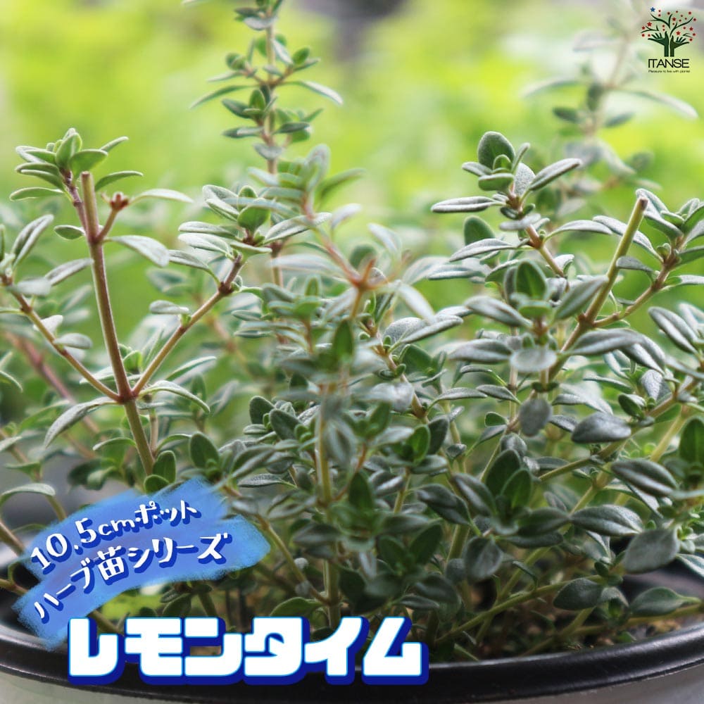 レモンタイム 10.5cm2個～【おうちで簡単！育てやすい10.5cmポットハーブ苗シリーズ！】