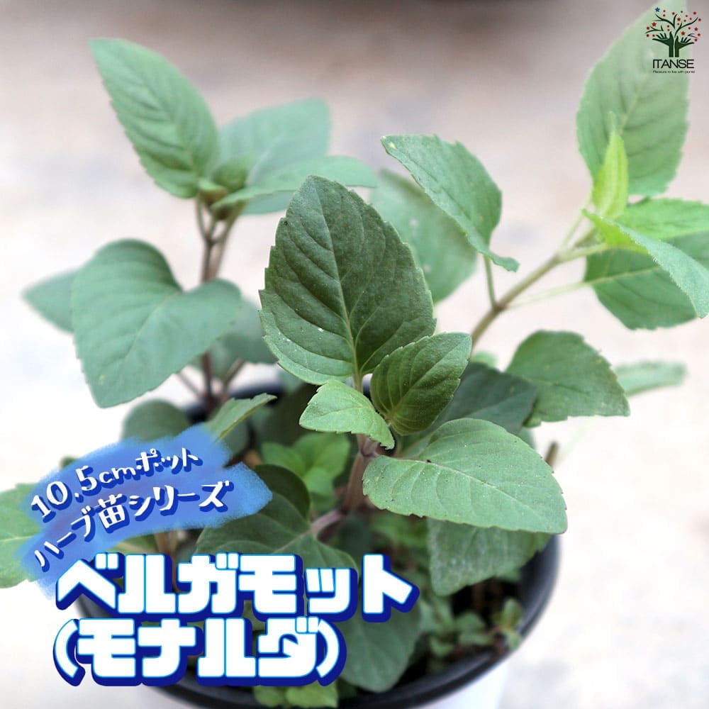 ベルガモット 10.5cm2個～【おうちで簡単！育てやすい10.5cmポットハーブ苗シリーズ！】