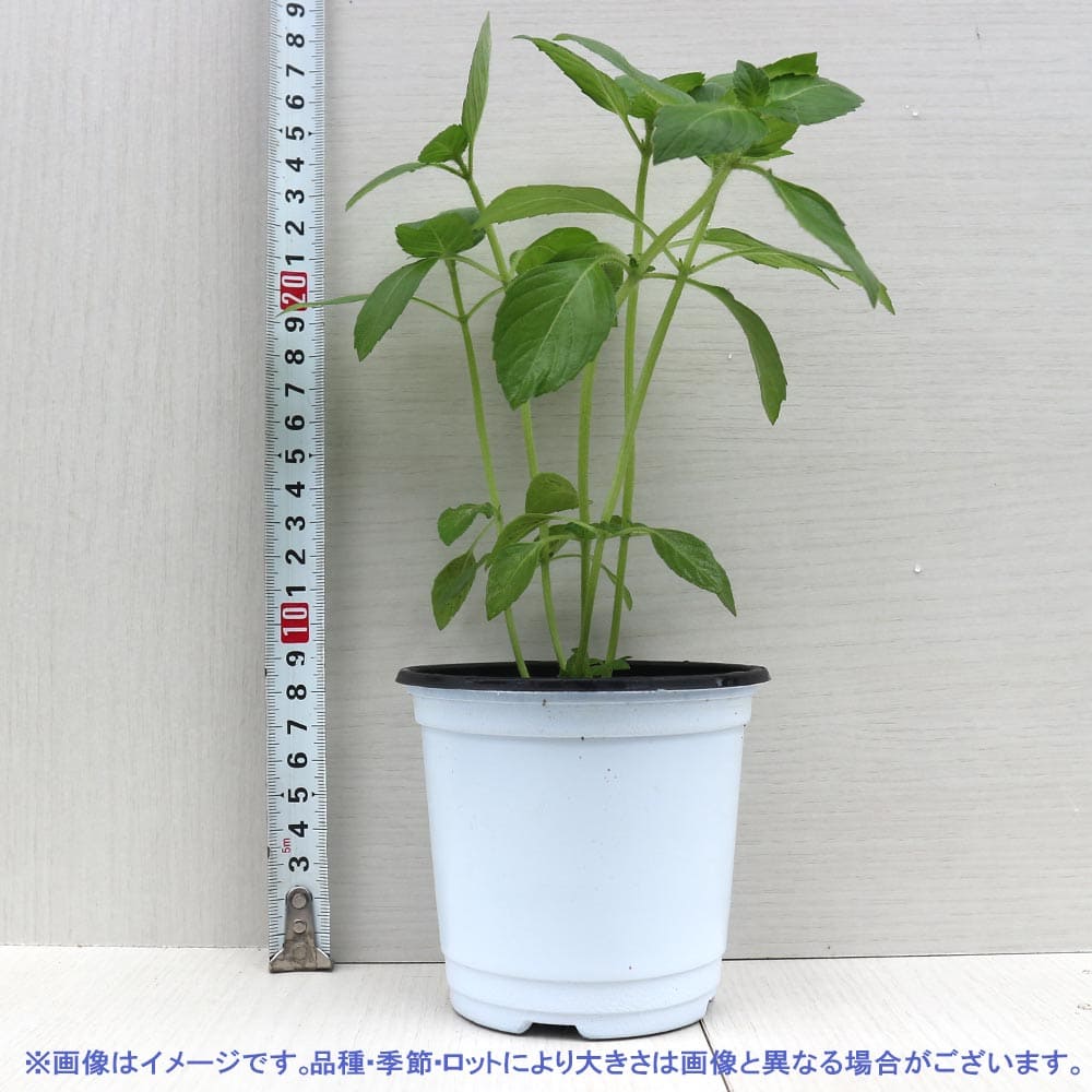 ホーリーバジル 10.5cm2個～【おうちで簡単！育てやすい10.5cmポット
