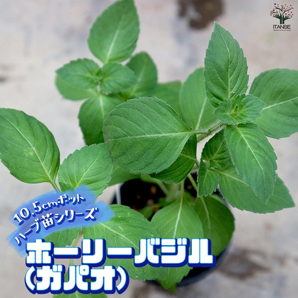 ホーリーバジル 10.5cm2個～【おうちで簡単！育てやすい10.5cmポットハーブ苗シリーズ！】