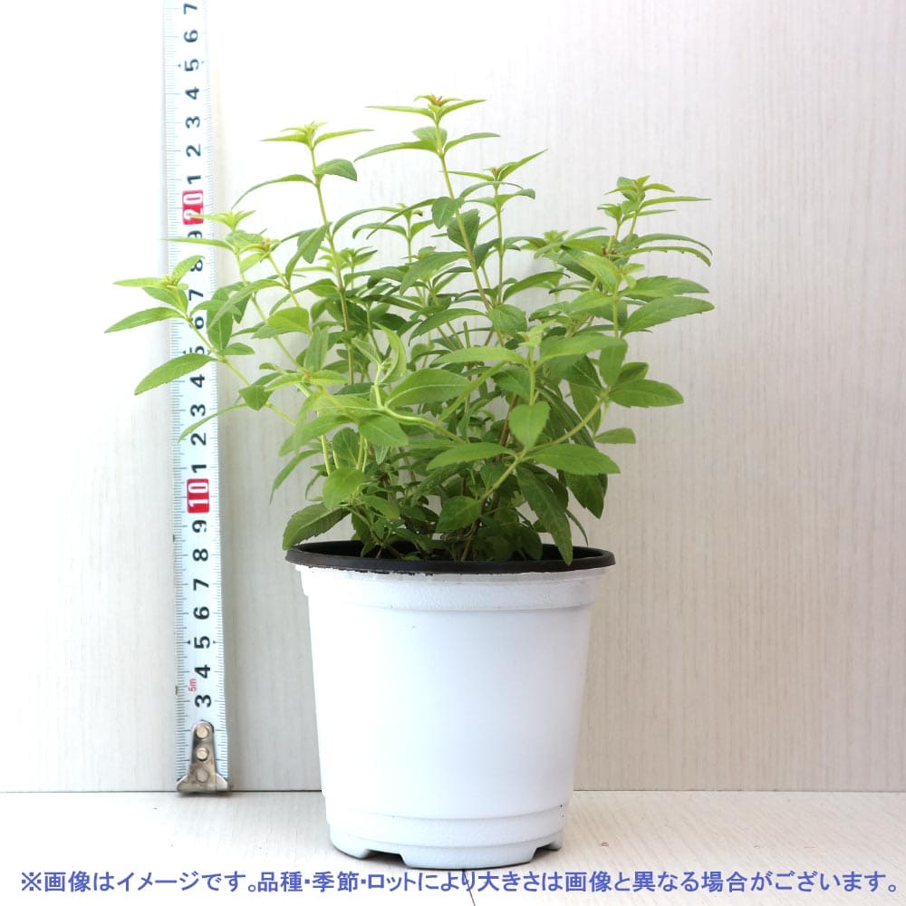 レモンバーベナ 10.5cm2個～【おうちで簡単！育てやすい10.5cm