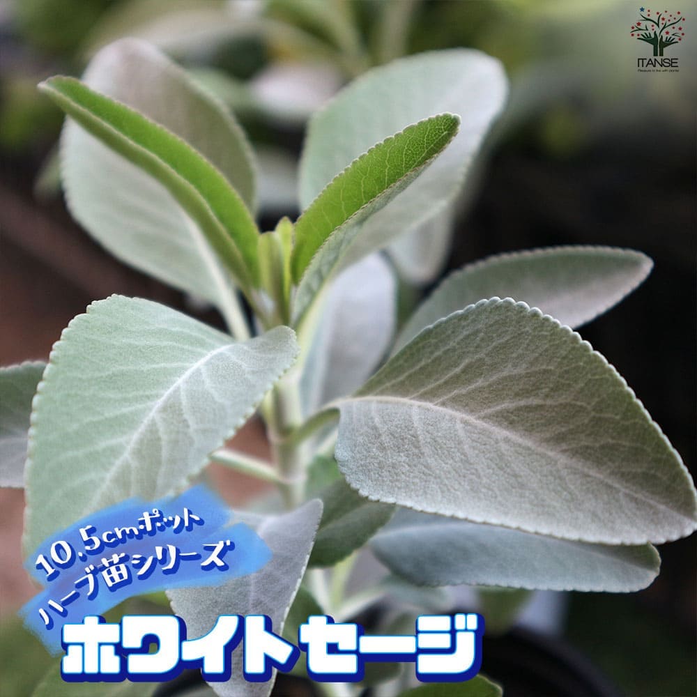 ホワイトセージ(サルビア・アピアナ) 10.5cm2個～【おうちで簡単！育てやすい10.5cmポットハーブ苗シリーズ！】