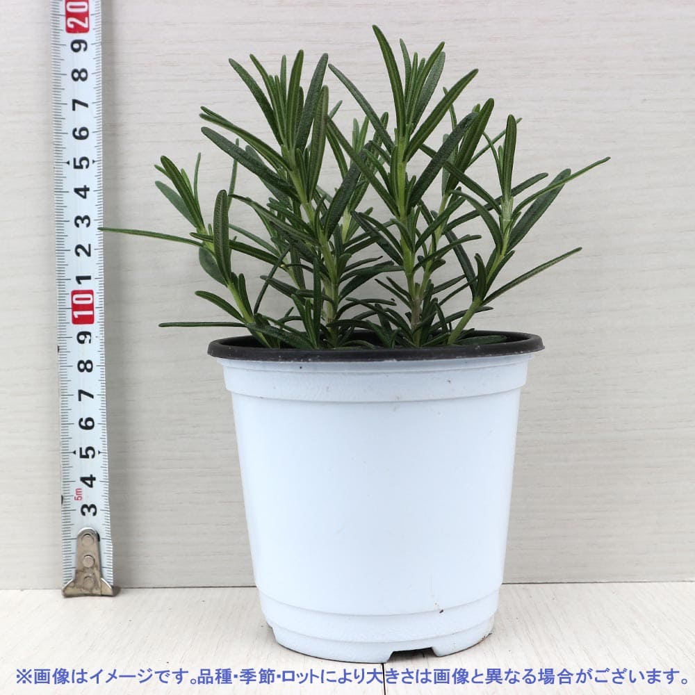 ローズマリー インガウノ 10.5cm2個～【おうちで簡単！育てやすい10.5