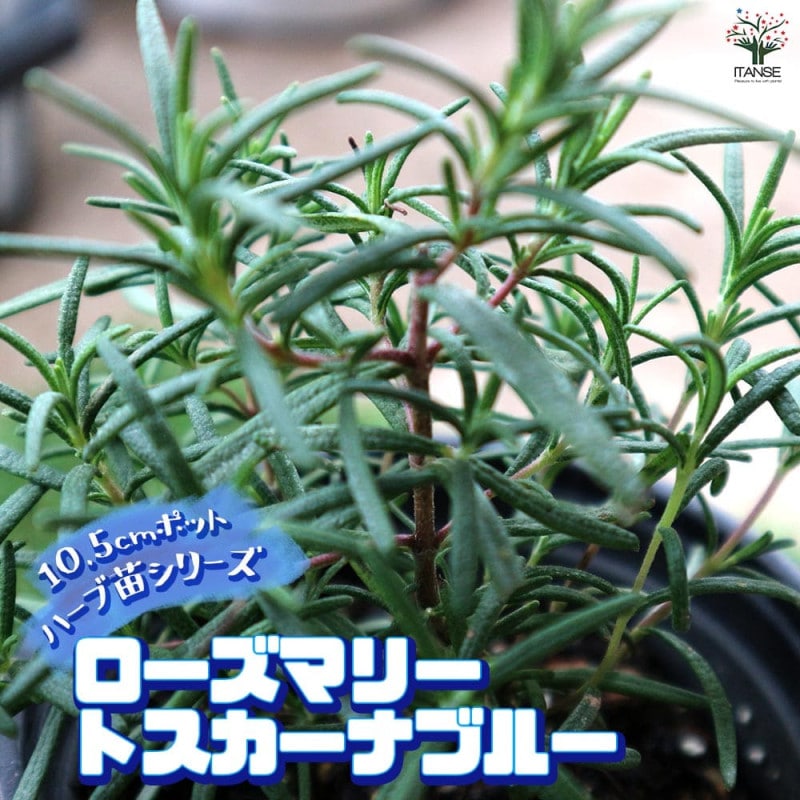 ブラヘア アルマータ 【観葉植物 7号／1個売り】｜ 【植物の